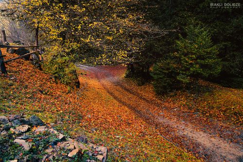 Autumn in Park