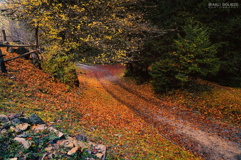 Autumn, wood, yellow, red, orange, fall, trip, camp, hiking, walk, nature, landscape, relaxing, walking, photography, photographer, mountains, naturelover, 35photo, series,  Autumn in Park фото превью