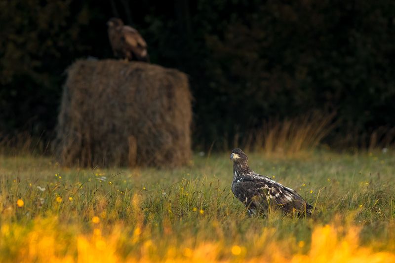 White tailed eagle in fire. фото превью
