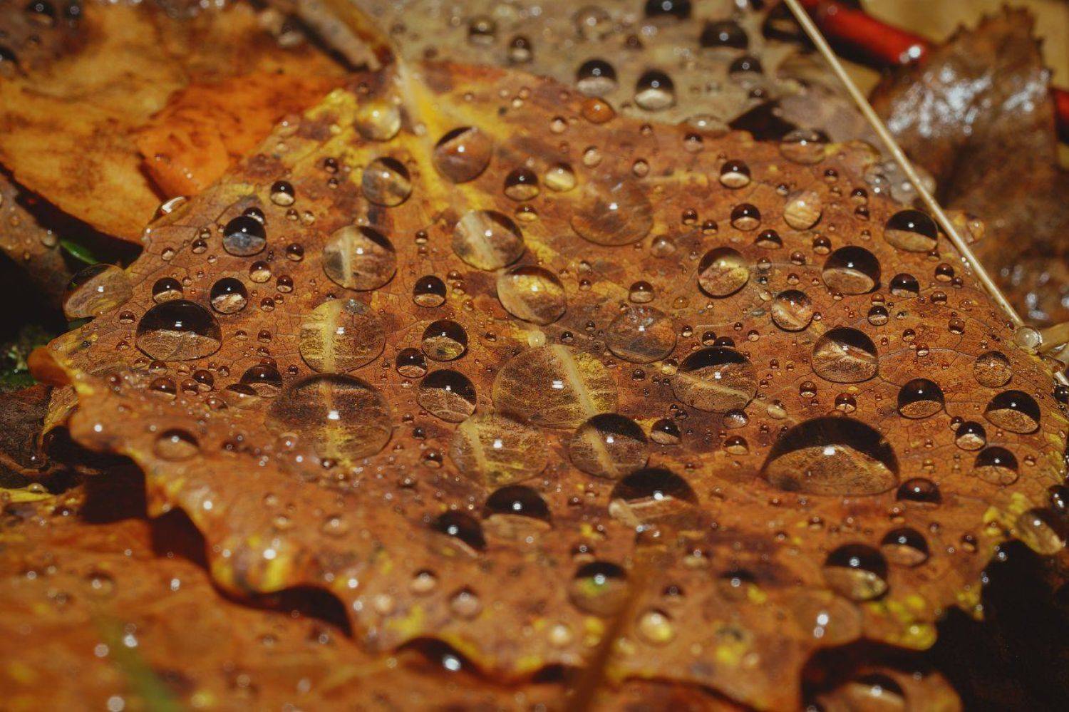 печора,коми,макро,дождь,капли, Игорь Подобаев