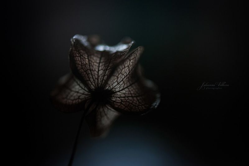 макро, физалис, растения, природа Физалис в электрическом свете фото превью