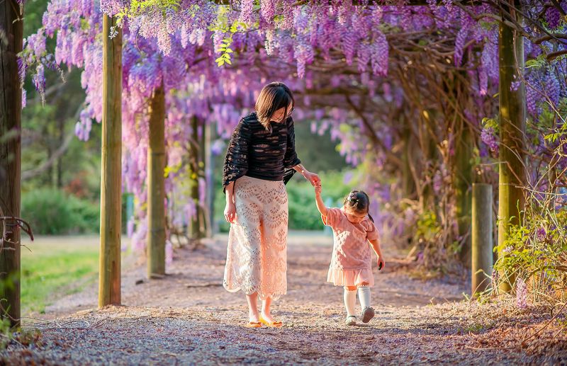 wisteria garden фото превью