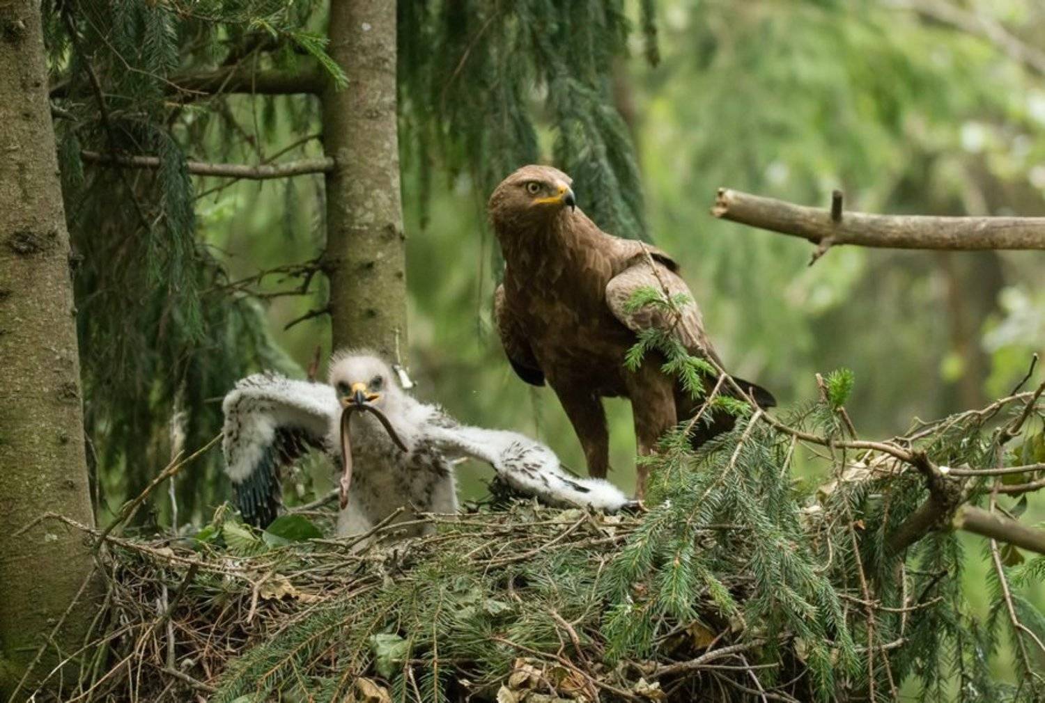 птицы, подорлик, птенец, гнездо, , Владимир Пакалевич