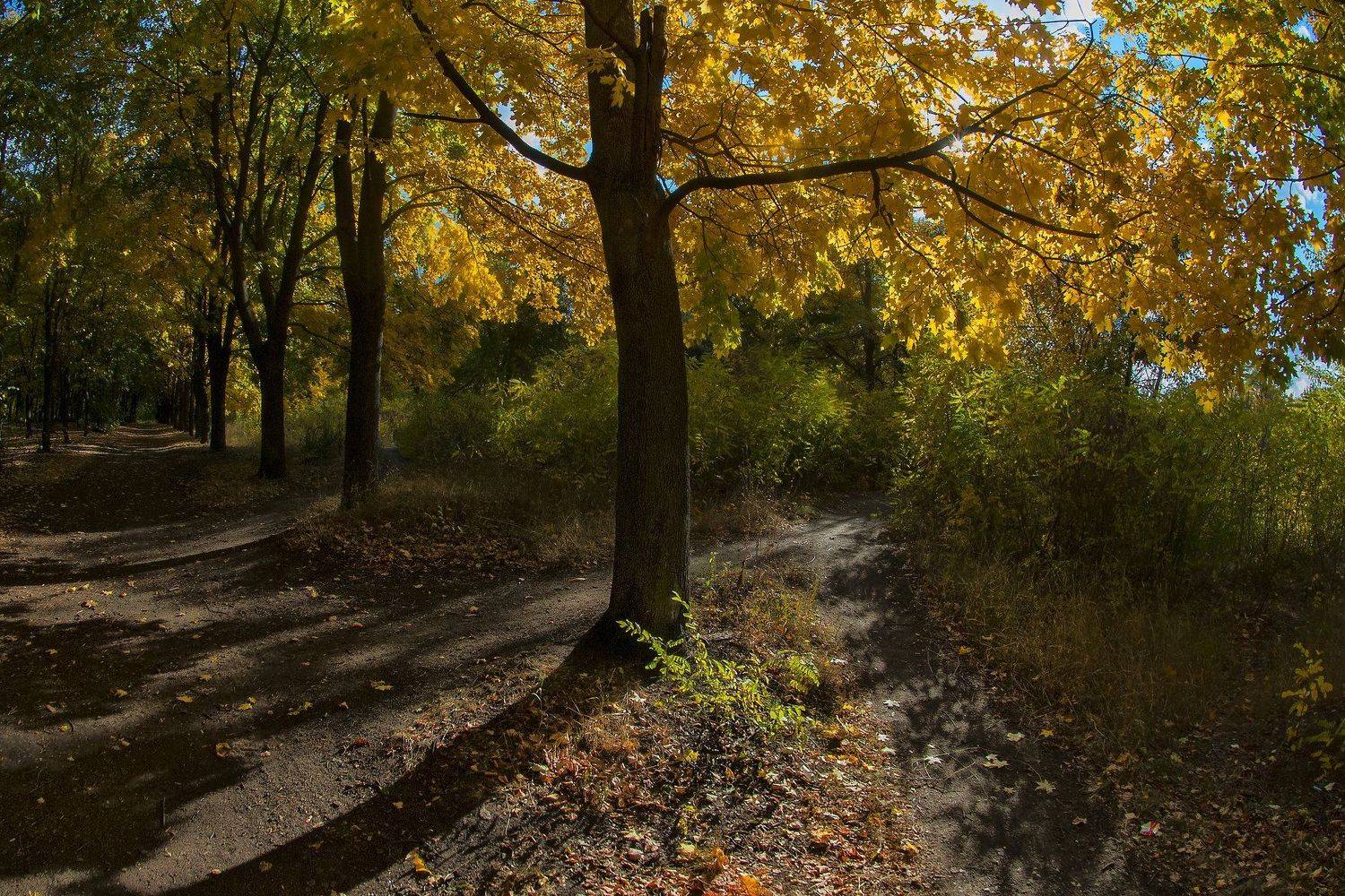осень,утро,парк,тропинки, Roma  Chitinskiy