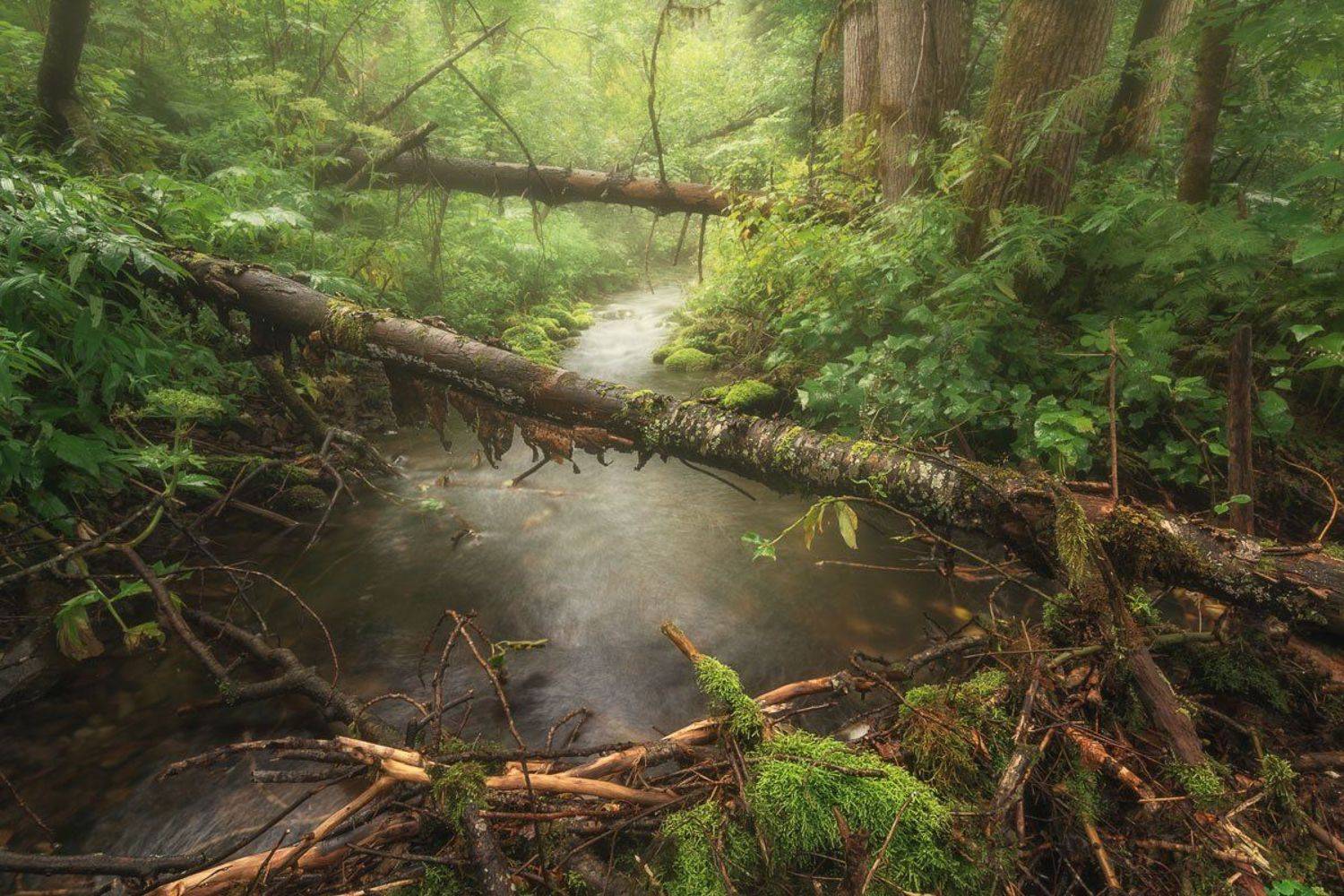 , Шинкарева Елена