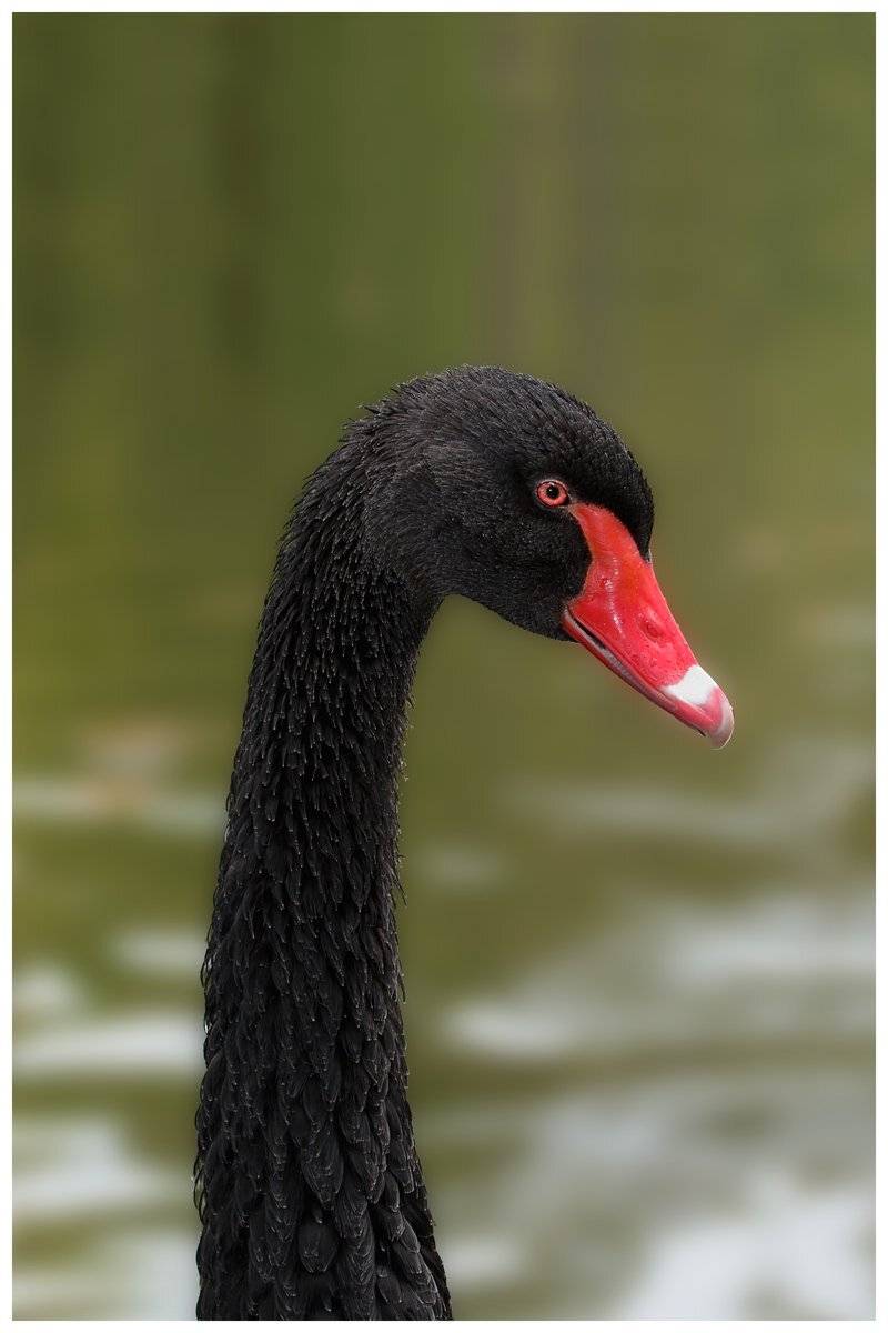 , Георги Славов