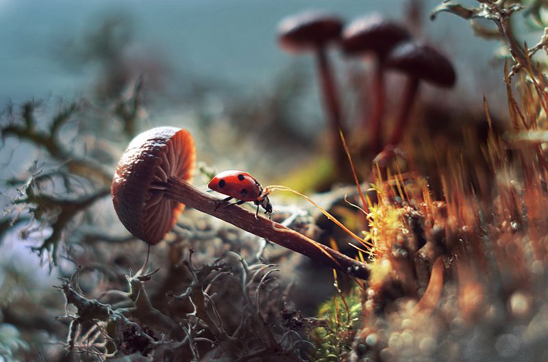 Осенние прогулки божьей коровки фото превью