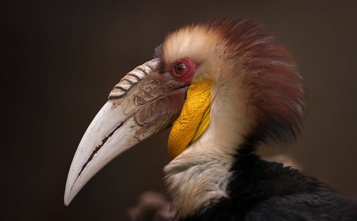 природа, животные, птицы, индонезия, Дмитрий Посевич