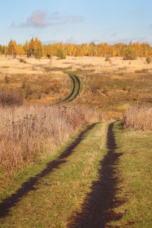 октябрь, поле, березки, тульские, просторы, 100-300мм Две дороги фото превью