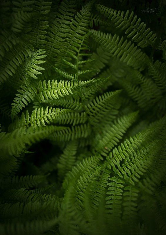 Сокрытое в тенях фото превью