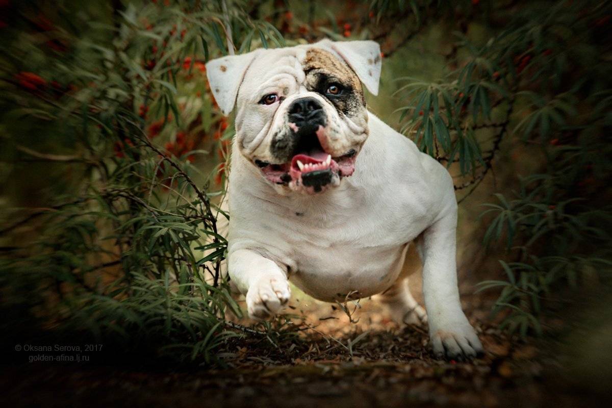собака, бульдог, американский бульдог, непоседа, Оксана Серова