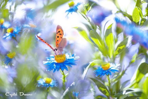 My flower sky