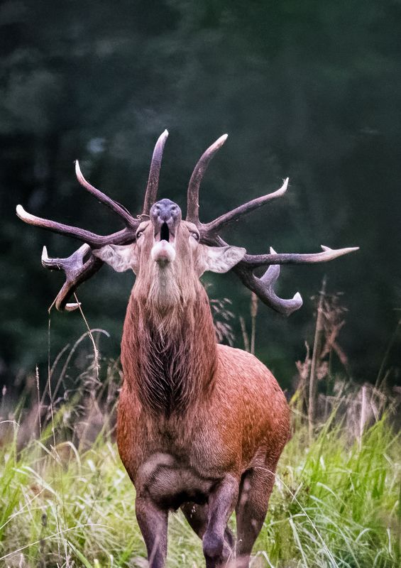 Briedis фото превью