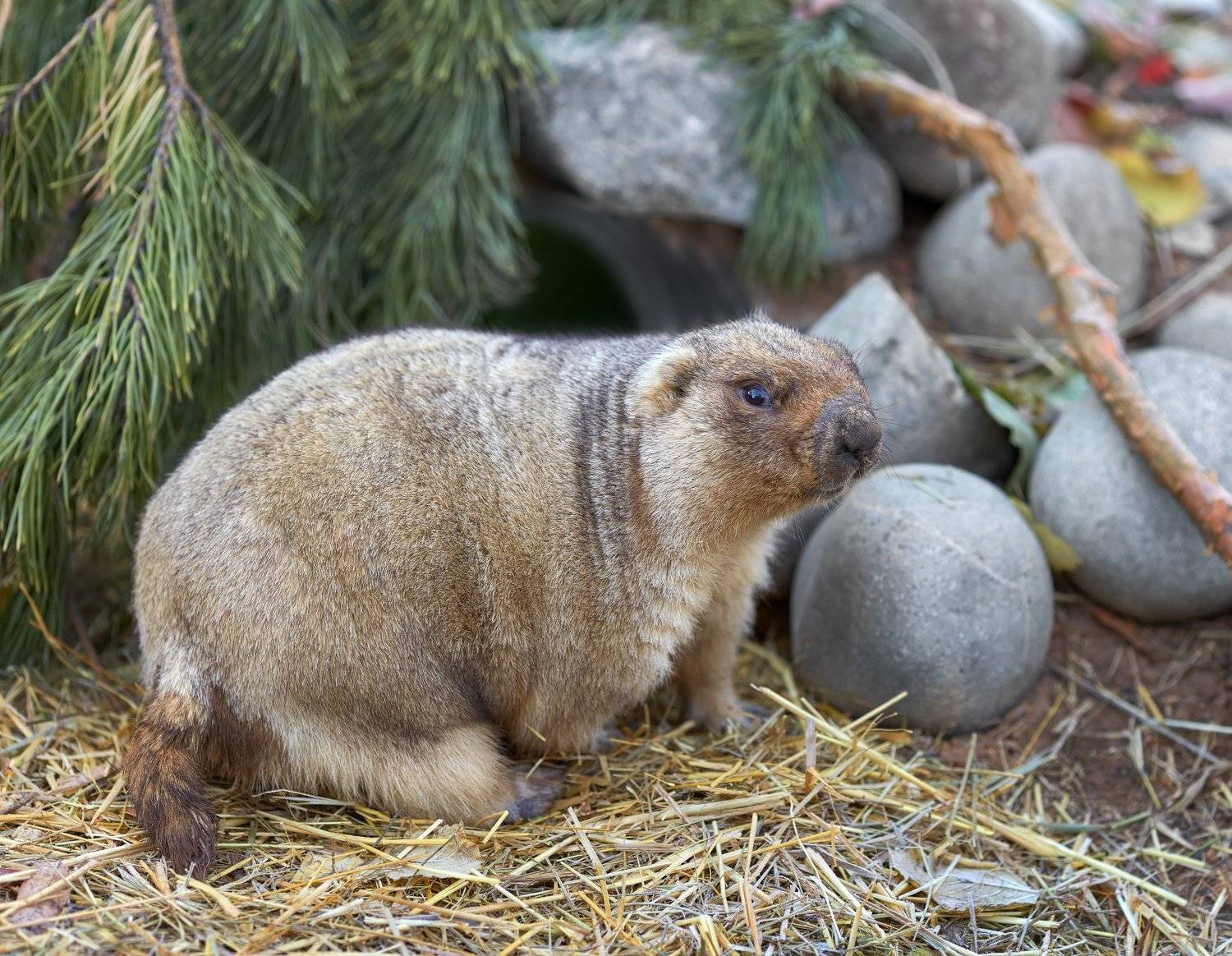 сурок, Олег Богданов