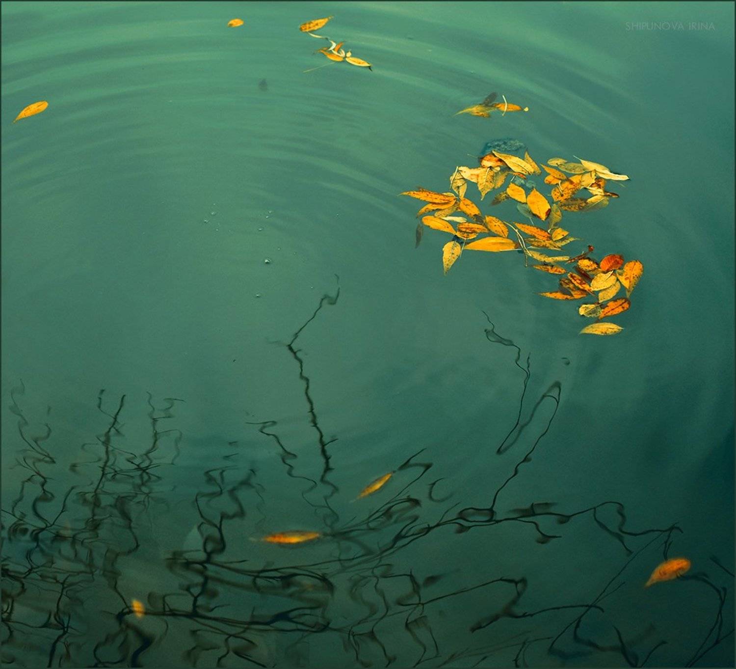 , Шипунова Ирина