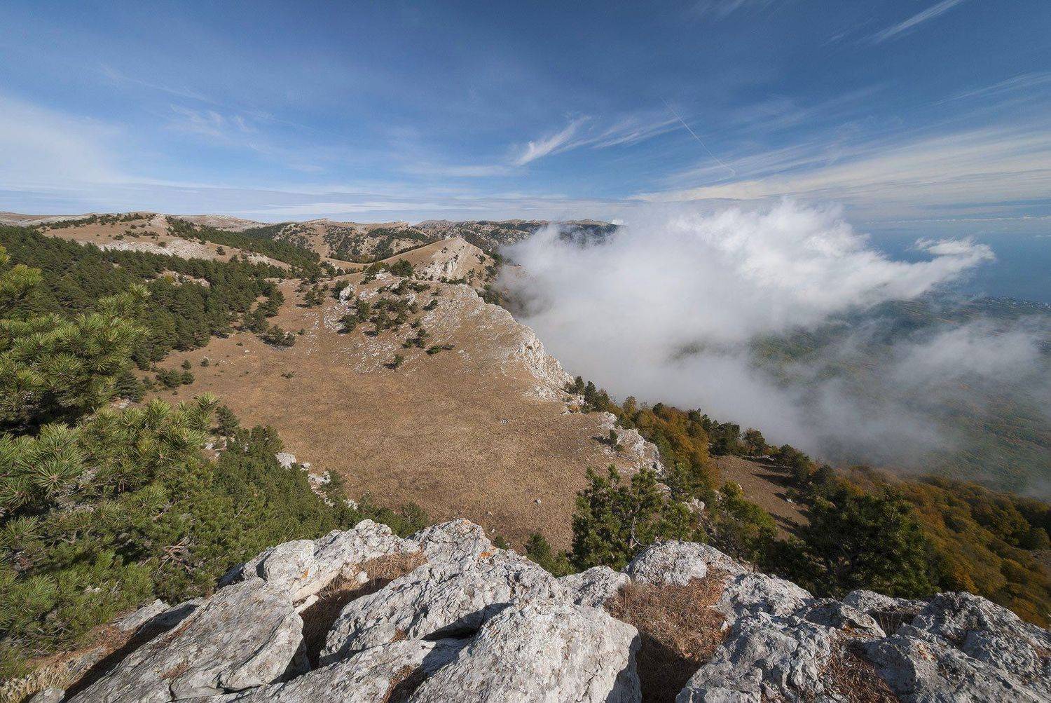 , Саша  Вайсберг / Waldschnepfe /