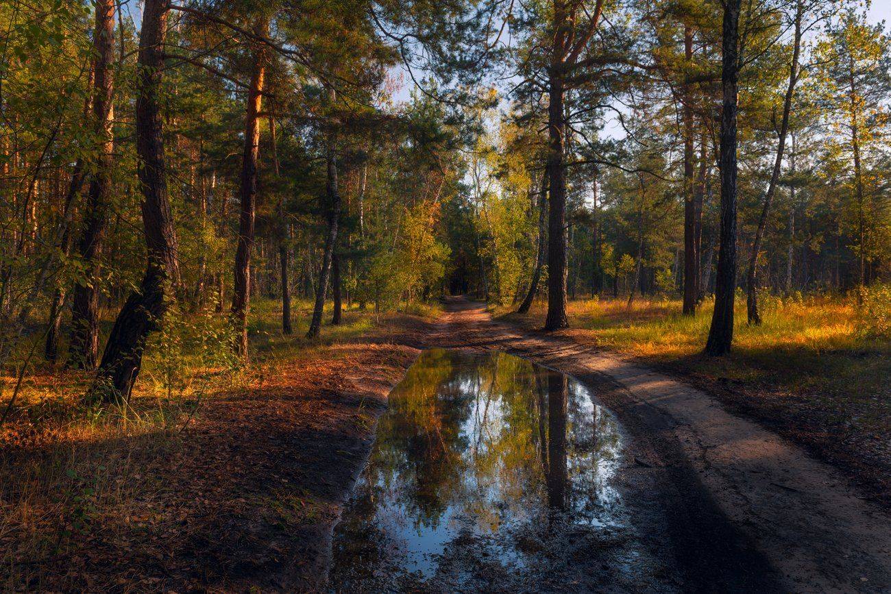 лес, осень, октябрь, тропа, лужа, утро, рассвет, Галанзовская Оксана