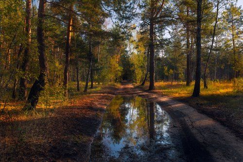 Осенним ливнем лес умыт