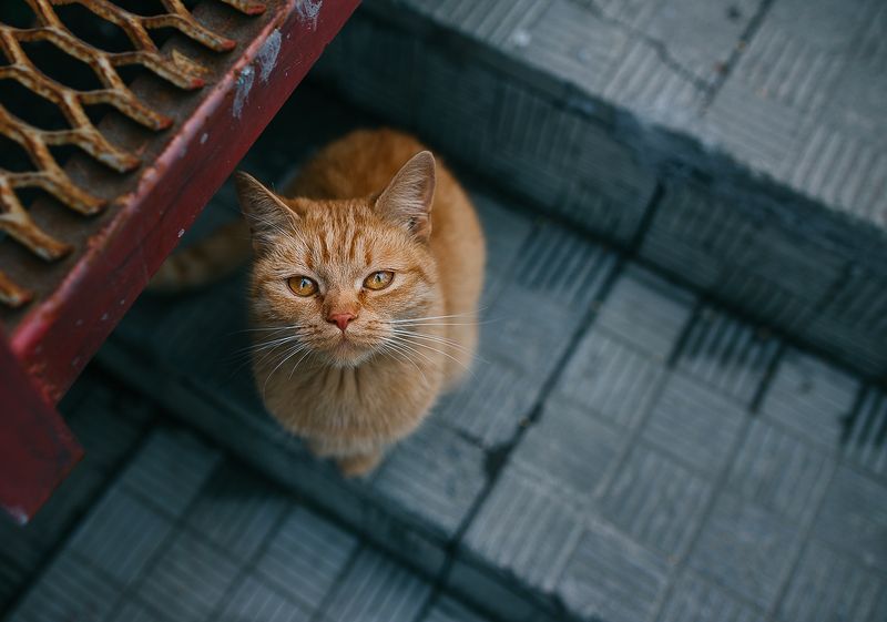 рыжий кот Рыжик фото превью