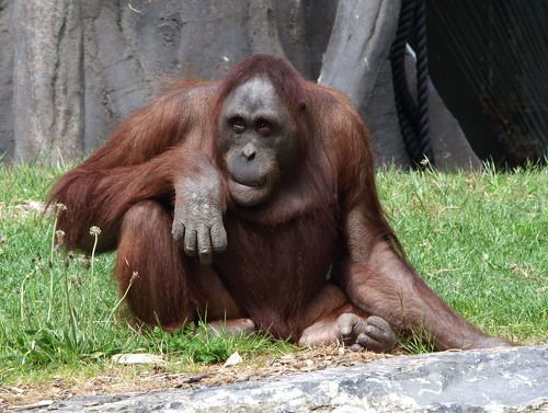 Почти как люди