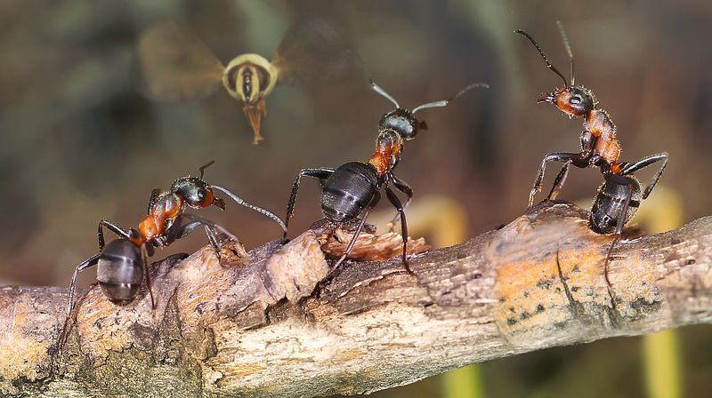 Явление ангела фото превью