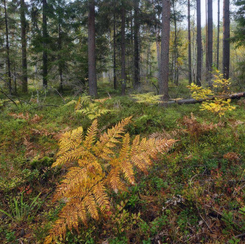 лес папоротник осень Ждёмс... фото превью