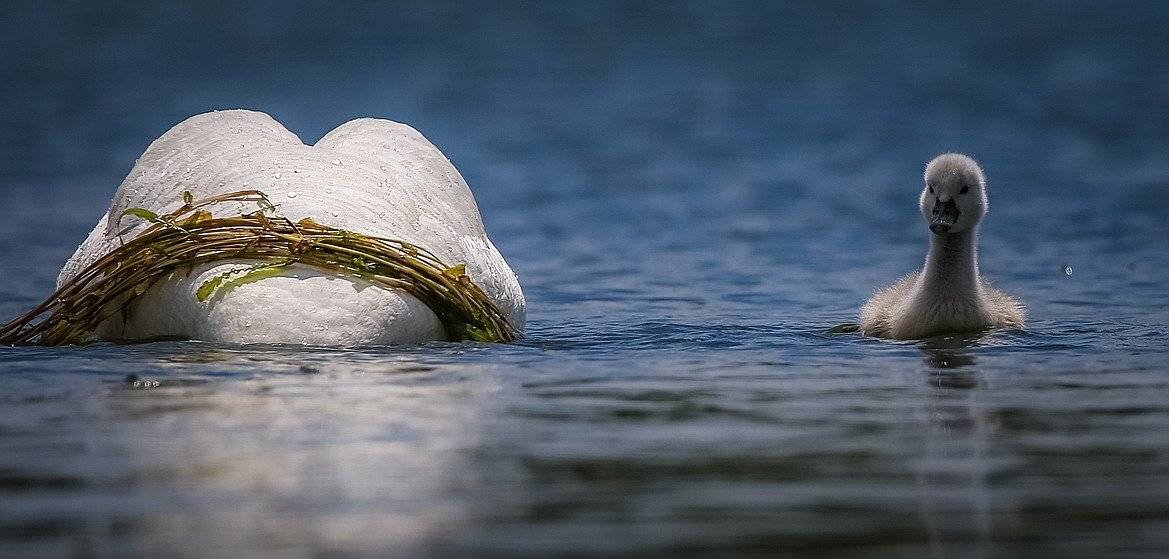 , Вячеслав Мищенко