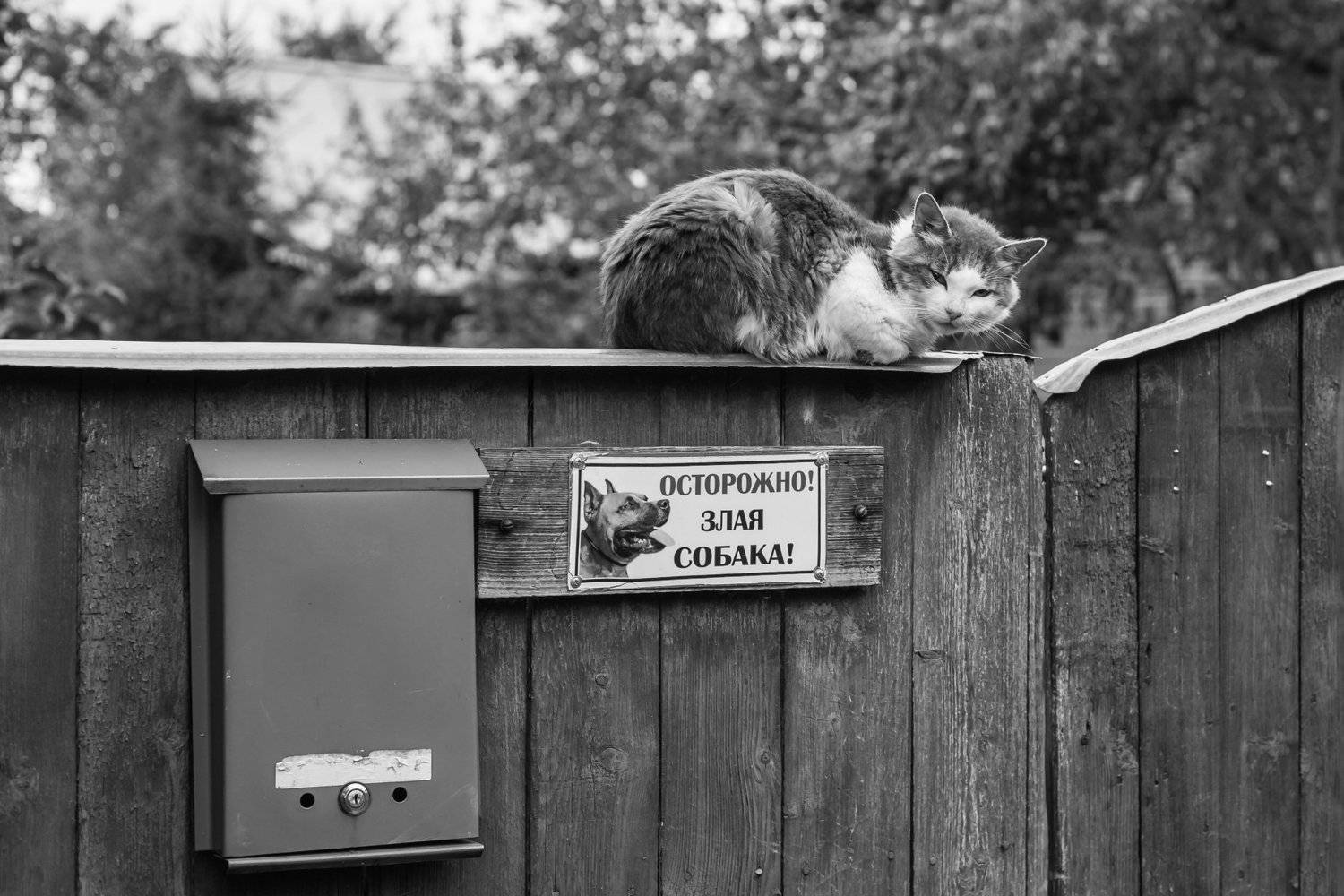 , Александр Шилов