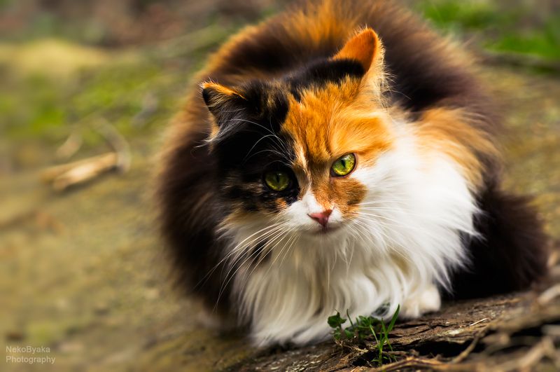 кошка, животные, cat, animals, Кассандра фото превью