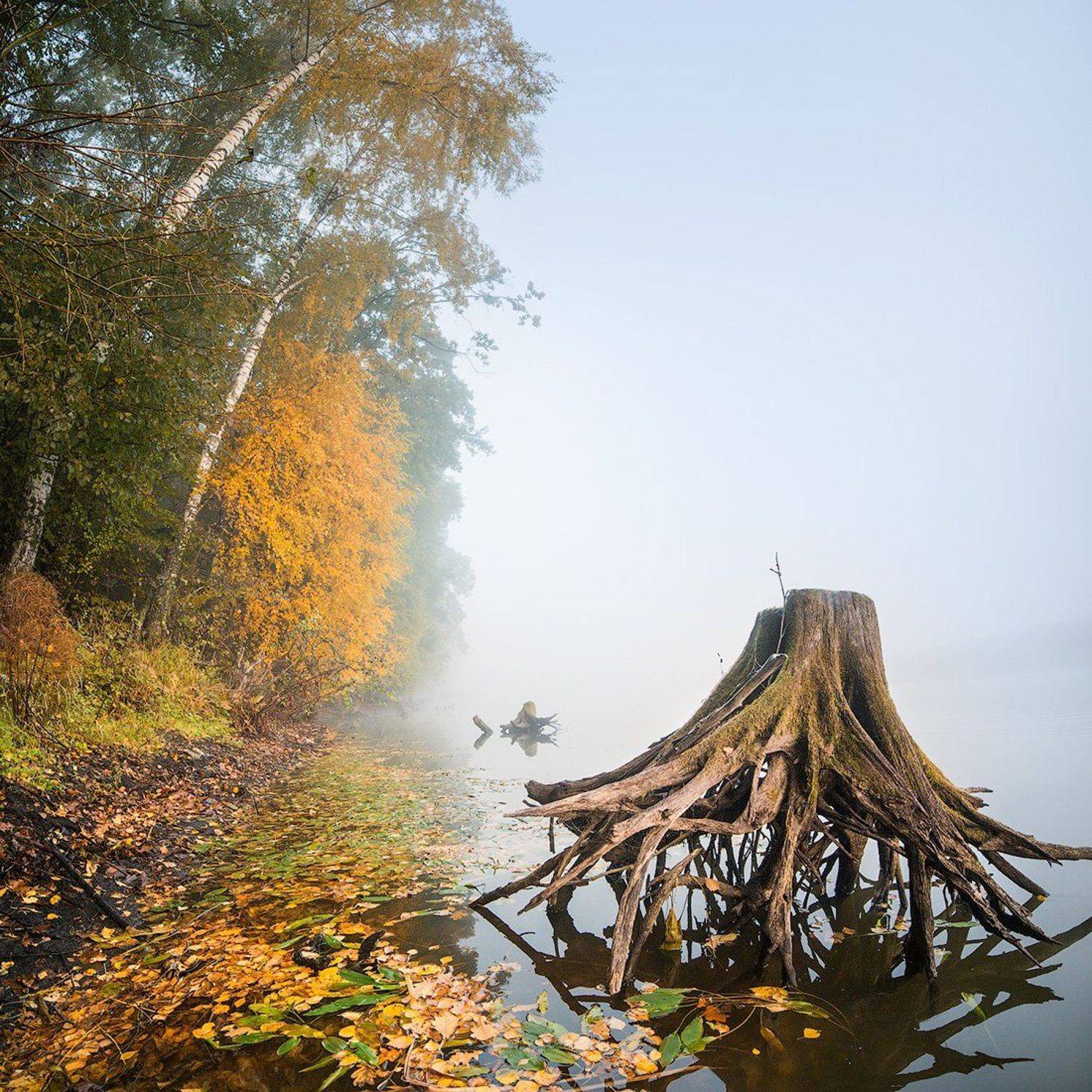 туман, утро, коряга, пень, пейзаж, золотая осень, озеро, вода, tress, morning, autumn, fog, haze, Голубев Дмитрий