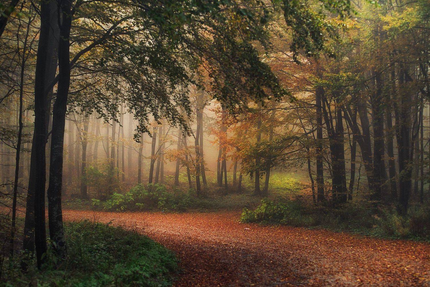 , Тодор Танев