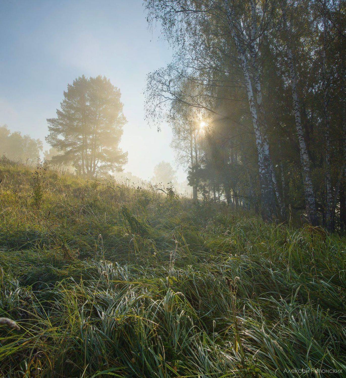 туман. утро. солнце. рассвет, холм. лес,, Алексей Ретюнских