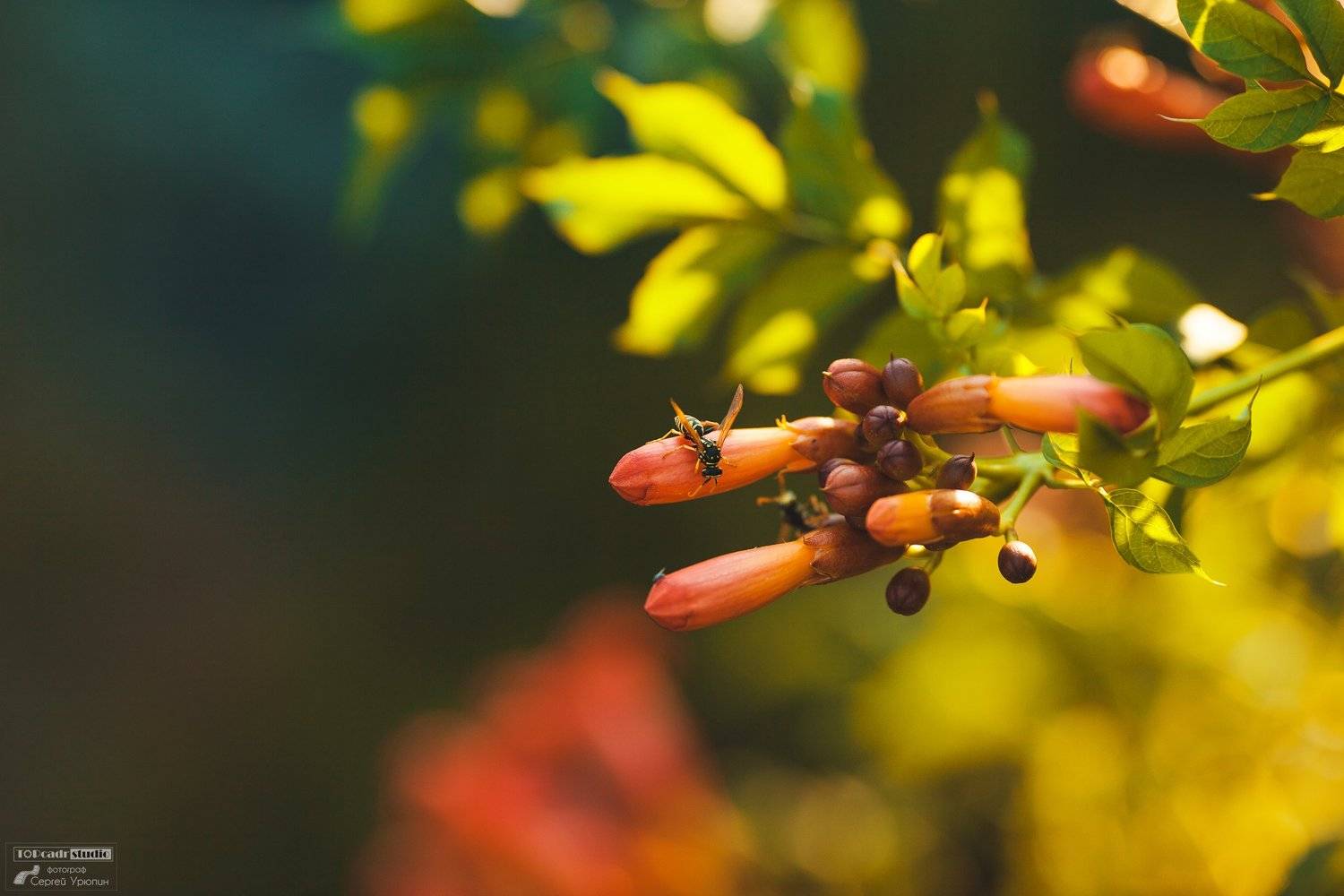 оса, лето, теплота, солнце, Сергей Урюпин