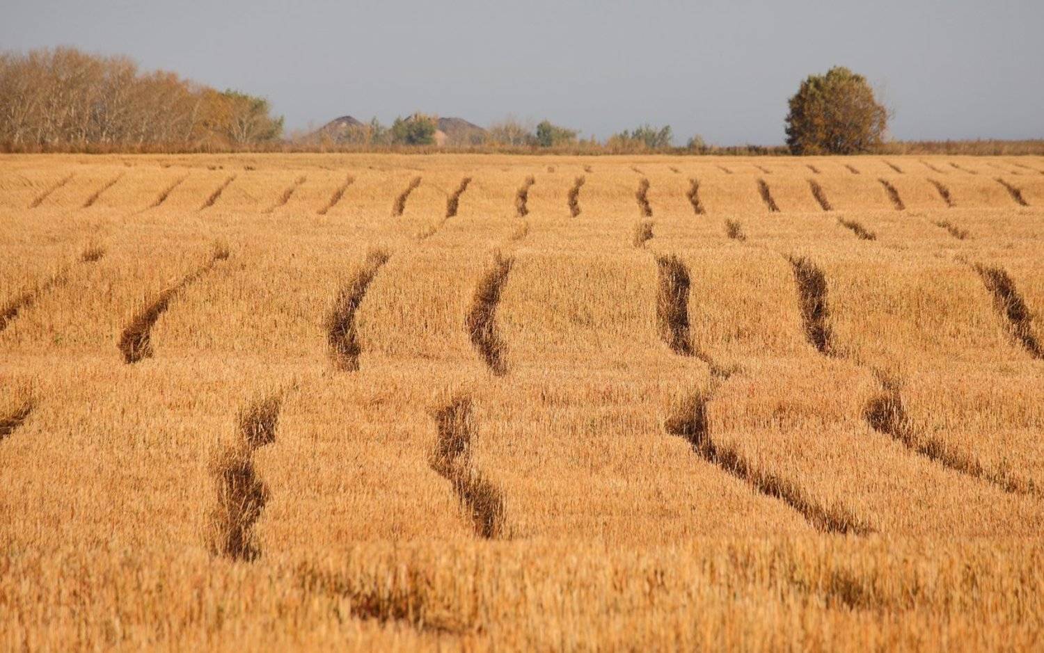 осень, октябрь, поля, 100-300мм, Лопухов Сергей