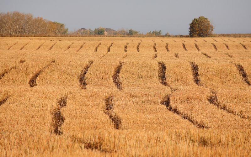 осень, октябрь, поля, 100-300мм Осенние поля фото превью