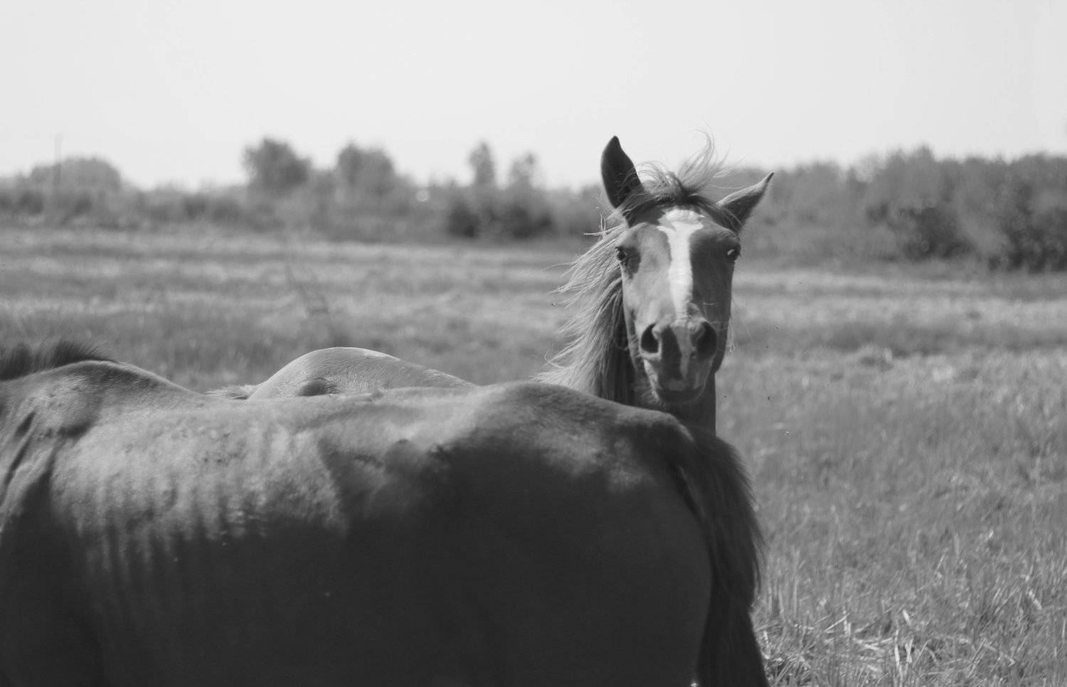 #hosseinmehrzad, #black_and_white, #horse, #bnw, #minimal, #animal, #art, #photography, #streetphotography, #artisart, Hossein Mehrzad