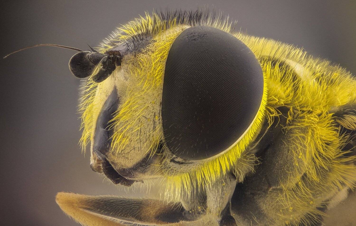 ceclii,macro,lgg4, extrememacro,  макро, Tsvetan Ganev