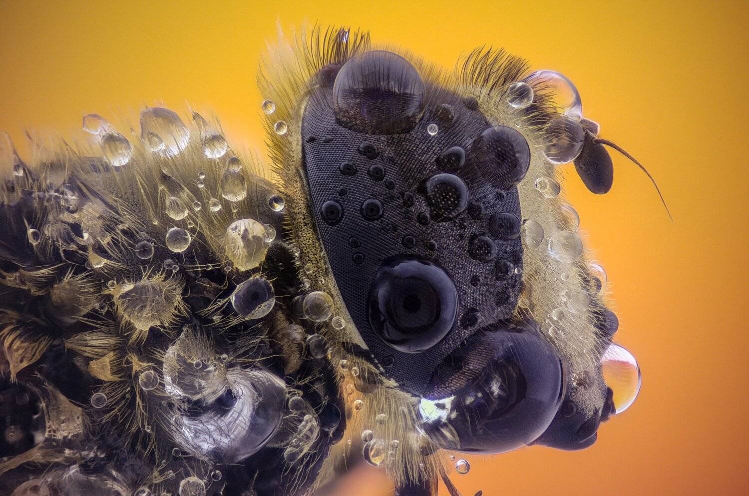 ceclii,macro,lgg4, extrememacro,  макро, Tsvetan Ganev