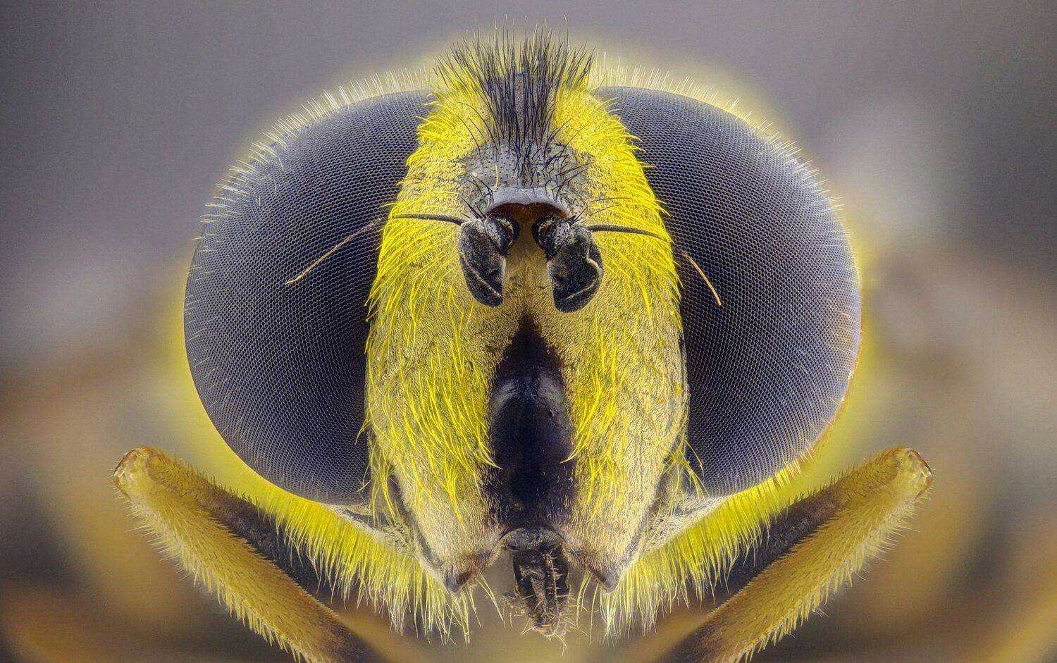 Автор: Tsvetan Ganev ceclii,macro,lgg4, extrememacro, макро, Tsvetan Ganev
