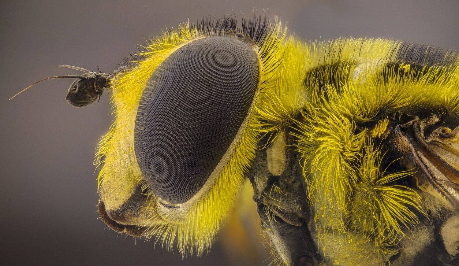 ceclii,macro,lgg4, extrememacro,  макро, Tsvetan Ganev