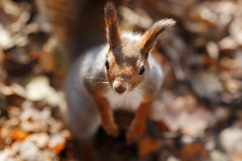 лесной житель фото превью