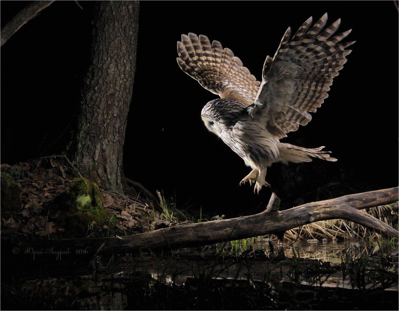 неясыть длиннохвостая, Юрий Андреев