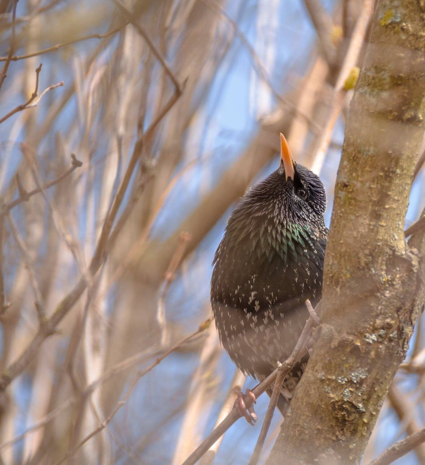 скворец, птица, важный, эго, певец, весна, в ветвях, зазнайка, маэстро, перья, sturnus vulgaris, Ксения Соварцева