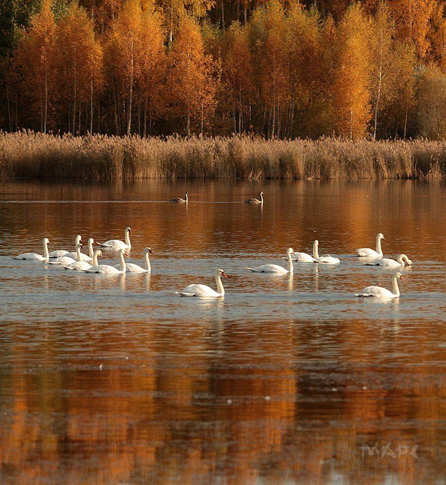 животные пейзаж лебеди озеро кандры-куль башкортостан осень, Шангареев Марс