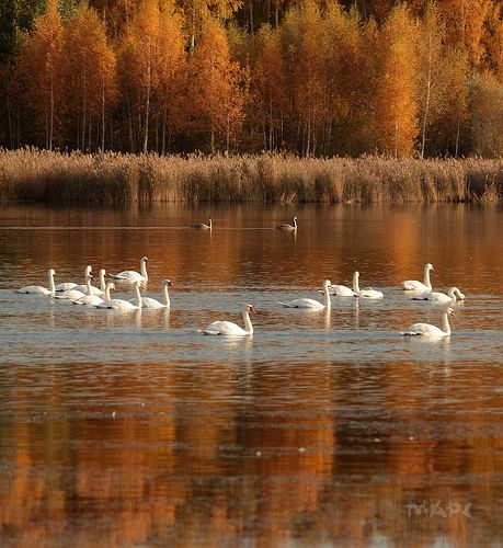 Лебединая осень