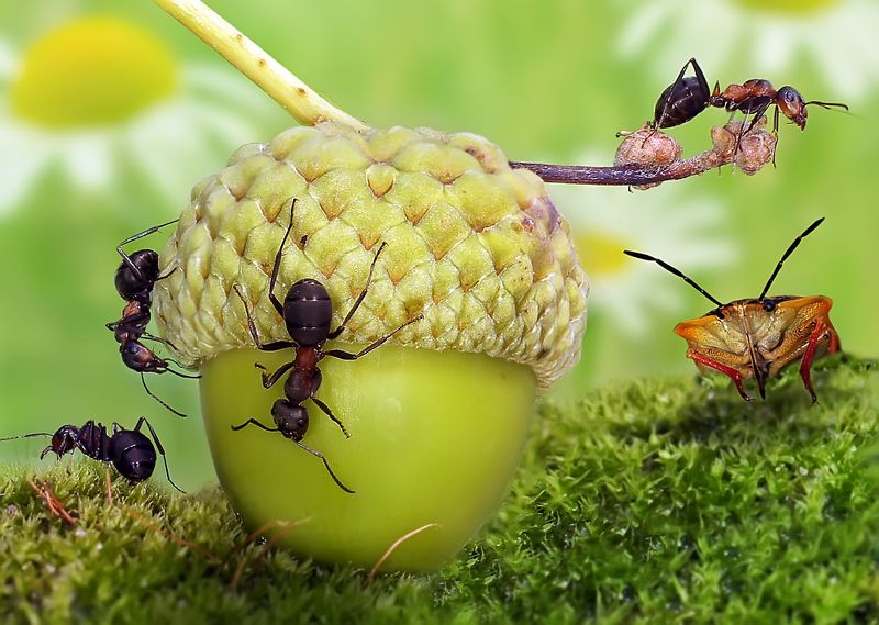 муравьи,монтаж,макро,клоп, Застава фото превью