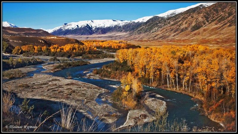 осень,береза БЕРЕЗЫ КАИНДЫ фото превью