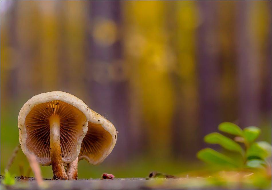 , Бурлов Андрей