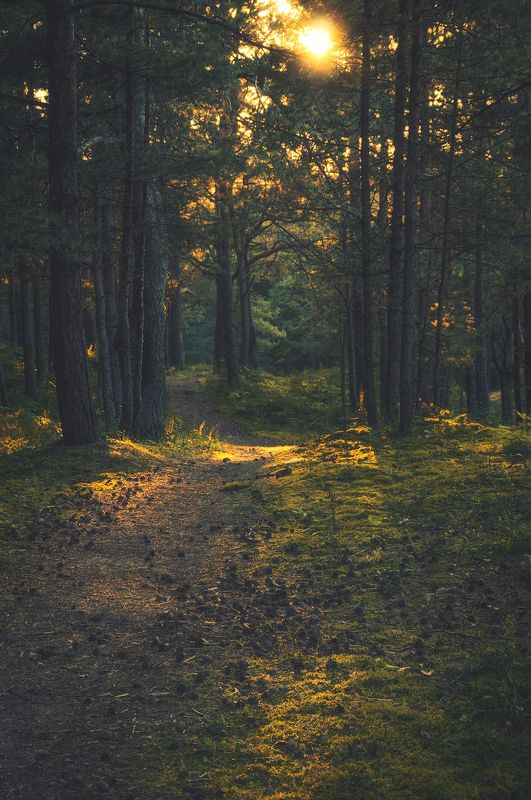 сосны, свет, тень, осень, дорога, закат, осень Тропа вдоль моря фото превью