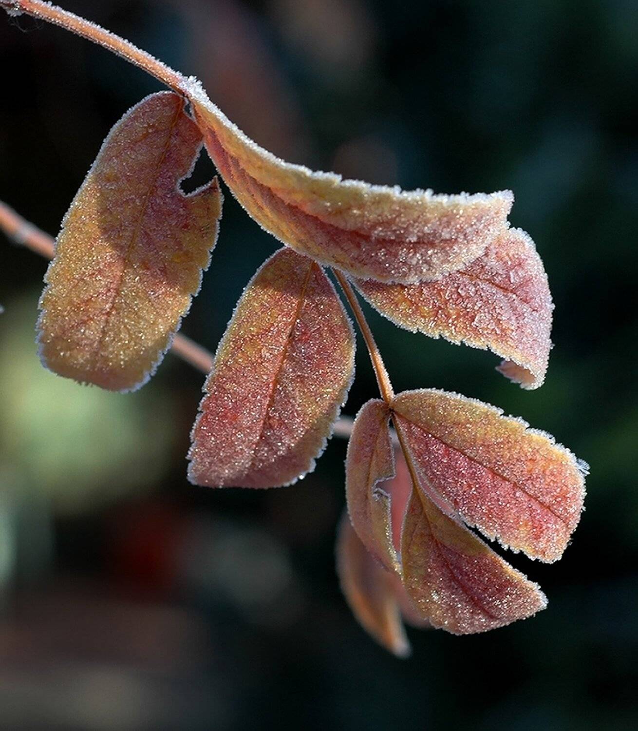 природа, макро, осень, мороз, лист рябины, Неля Рачкова